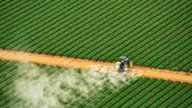 Professional Pest Control in Alto, TX