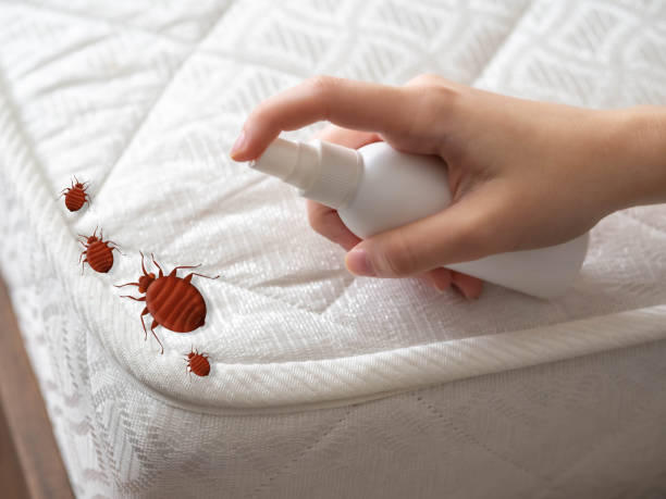 Best Affordable Pest Control Services  in Alto, TX