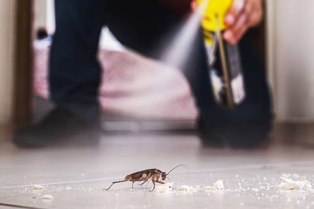 Best Local Pest Control Services  in Alto, TX